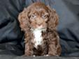Price: $600
This handsome Cockapoo puppy is cute as a button! He is vet checked, vaccinated, wormed and health guaranteed. This puppy has his dew claws removed! His date of birth is March 1st and his momma is a Cocker Spaniel & his daddy is a Mini Poodle.