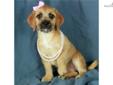 Price: $275
This little girl is ICA registered. She is a Pugglepoo. 1/2 Puggle, 1/2 Mini Poodle. Shipping charges are $250 with American Airlines. For more information, please visit our website at www.dogwoodacrepuppies.com, call 918 781 2503, or email .