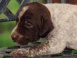 Price: $900
germanshorthairedpointer-gsp.com German Shorthaired Pointer Pup - Awesome Pedigree!!! Champion Bloodline!!! Classy & Stylish German Shorthairs. Ruger & Money's Pups - We have 6 Males & 5 Females available for New Families! Liver & White