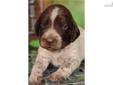 Price: $900
germanshorthairedpointer-gsp.com German Shorthaired Pointer Pup - Awesome Pedigree!!! Champion Bloodline!!! Classy & Stylish German Shorthairs. Ruger & Money's Pups - We have 6 Males & 5 Females available for New Families! Liver & White