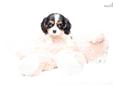 Price: $795
FOR THE ABOVE PRICE TO BE VALID PUPPY MUST BE SHIPPED USING COUPON CODE FLY. <--visit our site to view all our pups BUY our CAVALIER KING CHARLES SPANIEL FOR SALE NEAR CLEVELAND OHIO!!!!! Monroe is one of the nicest cavaliers you will find for