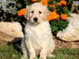 Price: $650
This Goldendoodle puppy will make a great addition to any family. He is vet checked, vaccinated, wormed and comes with a 1 year genetic health guarantee. This puppy is cute and spirited! His date of birth is July 9th and his momma is a Golden