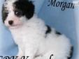 Price: $400
Morgan is absolutely gorgeous! He is extravagantly stunning in appearance, therapeutic to the touch and oh so cuddly soft! Morgan is black & white parti. He has a very nice thick hair coat, strong coloring and a coat that is starting to show a