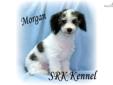 Price: $350
PICTURES UPDATED 08/30/2013 Morgan is absolutely gorgeous! He is extravagantly stunning in appearance, therapeutic to the touch and oh so cuddly soft! Morgan is black & white parti. He has a very nice thick hair coat, strong coloring and a