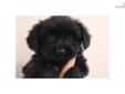 Price: $495
This advertiser is not a subscribing member and asks that you upgrade to view the complete puppy profile for this Morkie / Yorktese, and to view contact information for the advertiser. Upgrade today to receive unlimited access to