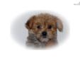 Price: $525
This advertiser is not a subscribing member and asks that you upgrade to view the complete puppy profile for this Morkie / Yorktese, and to view contact information for the advertiser. Upgrade today to receive unlimited access to