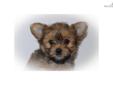Price: $525
This advertiser is not a subscribing member and asks that you upgrade to view the complete puppy profile for this Morkie / Yorktese, and to view contact information for the advertiser. Upgrade today to receive unlimited access to