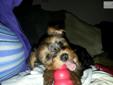 Price: $600
This advertiser is not a subscribing member and asks that you upgrade to view the complete puppy profile for this Yorkshire Terrier - Yorkie, and to view contact information for the advertiser. Upgrade today to receive unlimited access to