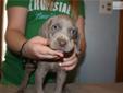 Price: $600
This puppy was born 11/27/2012 and is ready to go to their new home today. The tail is docked, dew claws removed, deworming done, and current on vaccinations. The puppy is sent home with a puppy starter kit, which includes 2 days of food, a