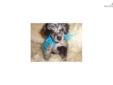 Price: $350
Adorable blue merle puppy available to good home. Health guarantee. Papertrain. 601-955-0900.
Source: http://www.nextdaypets.com/directory/dogs/0b81459d-9811.aspx