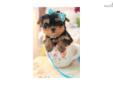 Price: $950
Mr Fizmo Gorgeous male Yorkie VaPup 04670 he is 4 lbs & Mom is 7 lbs & Dad is 4 lbs Any questions please call or email us. Visit us online at to see more cute puppies http://vanitypups.com Also click onto this link to see more cute pups