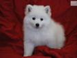 Price: $1000
Mr. Green is one adorable little UKC Mini American eskimo male. He is beautifully marked and has a gorgeous coat. He is super playful and loves to follow you everywhere. Mr. Green is current on all shots and worming and comes with a 1 year
