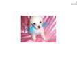 Price: $350
Adorable white puppy. 8 weeks. Had 1st shot and worm. Has been groomed. 601-955-0100
Source: http://www.nextdaypets.com/directory/dogs/ef2eddf5-3d81.aspx