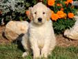 Price: $575
This Goldendoodle puppy will make a great addition to any family. He is vet checked, vaccinated, wormed and comes with a 1 year genetic health guarantee. This puppy is cute and spirited! His date of birth is July 9th and his momma is a Golden