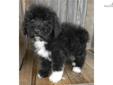 Price: $500
MOTHER'S DAY SPECIAL....PRICE REDUCTION!!! NON-SHEDDING & HYPOALLERGENIC! Mugsy is so packed full of personality that could win over even the hardest heart .he is a keeper! A Sheepadoodle is a cross between a Standard Poodle and an Olde