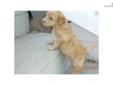 Price: $2200
This advertiser is not a subscribing member and asks that you upgrade to view the complete puppy profile for this Labradoodle, and to view contact information for the advertiser. Upgrade today to receive unlimited access to NextDayPets.com.