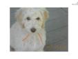 Price: $2000
This advertiser is not a subscribing member and asks that you upgrade to view the complete puppy profile for this Labradoodle, and to view contact information for the advertiser. Upgrade today to receive unlimited access to NextDayPets.com.