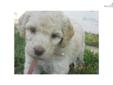 Price: $2200
This advertiser is not a subscribing member and asks that you upgrade to view the complete puppy profile for this Labradoodle, and to view contact information for the advertiser. Upgrade today to receive unlimited access to NextDayPets.com.