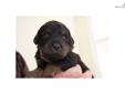 Price: $1400
The parents have wonderful soft fleece coats. Mother is cream and the father is Cafe. Both have wonderful temperaments. This litter will available the beginning of March. The puppy is considered a fourth generation labradoodle. All the pups