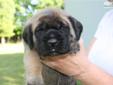 Price: $900
This is our female English Mastiff puppy. She is one of our largest puppies. She is very outgoing and she is beginning to eat puppy food. She is going to be a large puppy. Her father is a brindle male and weights about 200 and her mother is a