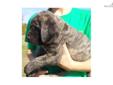 Price: $1200
This advertiser is not a subscribing member and asks that you upgrade to view the complete puppy profile for this Mastiff, and to view contact information for the advertiser. Upgrade today to receive unlimited access to NextDayPets.com. Your