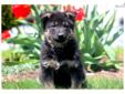 Price: $550
This precious German Shepherd puppy will fill your home with fun! She is ACA registered, vet checked, vaccinated, wormed and health guaranteed. She is well socialized, friendly and will make a great companion. Please contact us for more