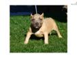 Price: $1000
This advertiser is not a subscribing member and asks that you upgrade to view the complete puppy profile for this American Pit Bull Terrier, and to view contact information for the advertiser. Upgrade today to receive unlimited access to