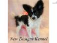 Price: $600
VIDEO OF THIS LOVELY PUPPY IS AVAILABLE ON OUR WEBSITE AT: http://www.newdesignskennel.com Sweet little Nanette is a lovely white and black Papillon girl. She's got her ears up and flying the way they should - her ear fringe is already