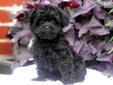 Price: $700
This little baby doll is super spunky and playful! He loves to run, chase and chew. This puppy is vet checked, vaccinated, wormed and health guaranteed. His date of birth is July 3rd and his momma is a Havapoo & his daddy is a Poodle. Please