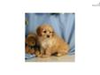 Price: $500
Up-to-date on vaccinations and ready to go. Shipping is available. Please call us for more details if you are interested... 570-966-2990 (calls only - no emails)
Source: http://www.nextdaypets.com/directory/dogs/68b10f8d-0321.aspx