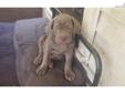 Price: $1200
This advertiser is not a subscribing member and asks that you upgrade to view the complete puppy profile for this Neapolitan Mastiff, and to view contact information for the advertiser. Upgrade today to receive unlimited access to
