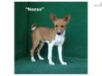 Price: $800
"Neese"Â is anÂ extrememly adorable, Red & WhiteÂ female AKC registered basenji puppy. Our basenjis are exceptional quality and are health guaranteed. Vet inspections are completed on all pups and a copy provided to all new owners. Parents are