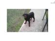 Price: $2000
This advertiser is not a subscribing member and asks that you upgrade to view the complete puppy profile for this Rottweiler, and to view contact information for the advertiser. Upgrade today to receive unlimited access to NextDayPets.com.