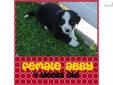 Price: $700
This advertiser is not a subscribing member and asks that you upgrade to view the complete puppy profile for this Border Collie, and to view contact information for the advertiser. Upgrade today to receive unlimited access to NextDayPets.com.