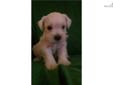 Price: $750
This advertiser is not a subscribing member and asks that you upgrade to view the complete puppy profile for this Schnauzer, Miniature, and to view contact information for the advertiser. Upgrade today to receive unlimited access to