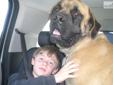 Price: $800
This advertiser is not a subscribing member and asks that you upgrade to view the complete puppy profile for this Mastiff, and to view contact information for the advertiser. Upgrade today to receive unlimited access to NextDayPets.com. Your