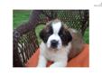 Price: $300
This advertiser is not a subscribing member and asks that you upgrade to view the complete puppy profile for this Saint Bernard - St. Bernard, and to view contact information for the advertiser. Upgrade today to receive unlimited access to