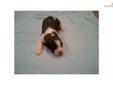Price: $300
This advertiser is not a subscribing member and asks that you upgrade to view the complete puppy profile for this Saint Bernard - St. Bernard, and to view contact information for the advertiser. Upgrade today to receive unlimited access to