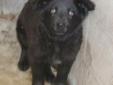 Medea is a precious puppy who was rescued from a high-kill shelter. She is going to be a large girl since she is only estimated to be about three months old and she already weighs in at 22lbs. We cannot make any guarantees that she is a purebred Newfie,