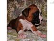 Price: $1050
SIR ISSAC NEWTON is "Simply the Best". A Super Handsome, Super Quality, Flashy dark fawnÂ to mahogany coat color puppy with lots of white with matching socks.Â He has fantastic boning, excellent headpiece, just check out his profile.Â No long