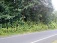 Nice lot to build your home near Hilo!
Location: South Hilo
Take a nice scenic drive past rolling pastures and old growth to this fabulous lot where beautiful homes are abundant. There is a seasonal stream that runs in back of the property. If privacy,