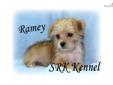 Price: $350
This little sweetheart is a Maltese/Yorkie cross. He is a happy healthy little boy that is anxiously waiting for his new forever home. He has the sweet little face of a Yorkie with the mild disposition of a Maltese. Ramey's mother is a lovely