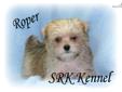 Price: $350
This little sweetheart is a Maltese/Yorkie cross. He is a happy healthy little boy that is anxiously waiting for his new forever home. He has the sweet little face of a Yorkie with the mild disposition of a Maltese. Roper's mother is a lovely