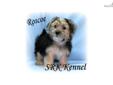 Price: $350
This little sweetheart is a Maltese/Yorkie cross. He is a happy healthy little boy that is anxiously waiting for his new forever home. He has the sweet little face of a Yorkie with the mild disposition of a Maltese. Roscoe?s mother is a lovely