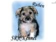 Price: $350
This little sweetheart is a Maltese/Yorkie cross. He is a happy healthy little boy that is anxiously waiting for his new forever home. He has the sweet little face of a Yorkie with the mild disposition of a Maltese. Ruben's mother is a lovely