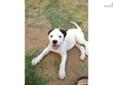 Price: $650
This advertiser is not a subscribing member and asks that you upgrade to view the complete puppy profile for this American Bulldog, and to view contact information for the advertiser. Upgrade today to receive unlimited access to