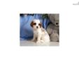 Price: $500
Up-to-date on vaccinations and ready to go. Shipping is available. Please call us for more details if you are interested... 570-966-2990 (calls only - no emails)
Source: http://www.nextdaypets.com/directory/dogs/706d36c6-6d41.aspx
