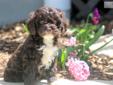Price: $675
This adorable Cockapoo puppy is looking for his forever family! His momma is a Cockapoo & his daddy is a Poodle. This puppy is vaccinated, wormed and comes with a 1 year genetic health guarantee. He is friendly, well socialized and spunky as