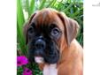 Price: $1800
This advertiser is not a subscribing member and asks that you upgrade to view the complete puppy profile for this Boxer, and to view contact information for the advertiser. Upgrade today to receive unlimited access to NextDayPets.com. Your