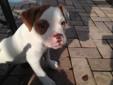 Price: $600
This advertiser is not a subscribing member and asks that you upgrade to view the complete puppy profile for this American Bulldog, and to view contact information for the advertiser. Upgrade today to receive unlimited access to
